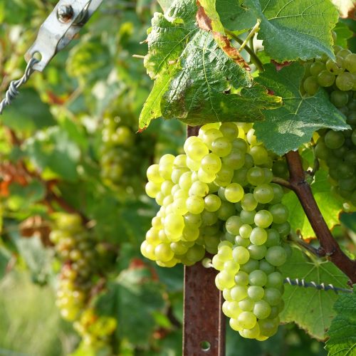Dernière ligne droite pour la maturation des baies…