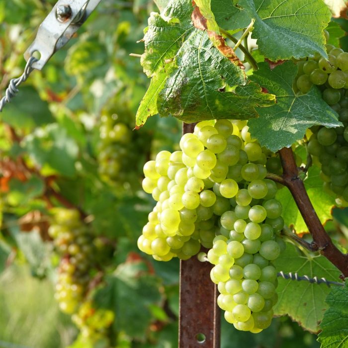 Dernière ligne droite pour la maturation des baies…