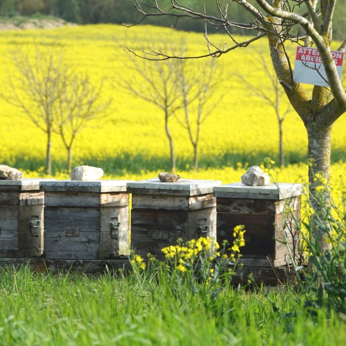 Soleil de Printemps…