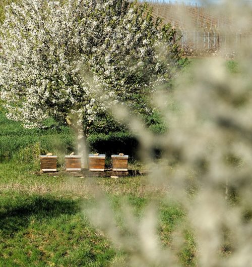 Un dimanche à la campagne