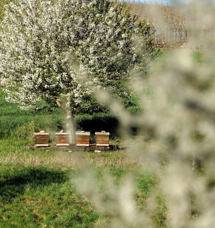 Un dimanche à la campagne